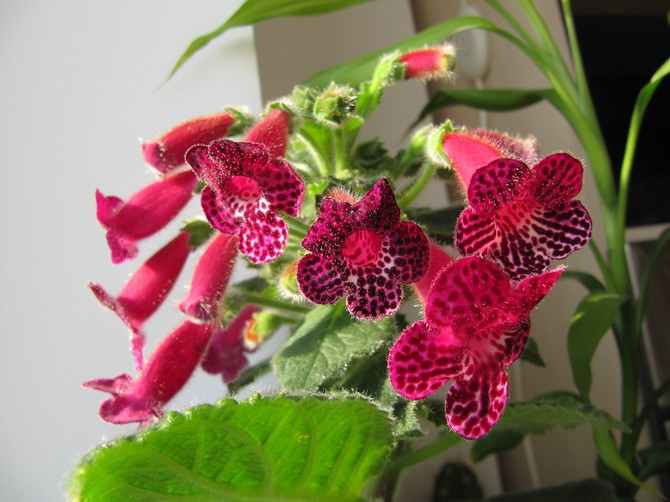 كوليريا. رعاية منزلية. الزرع والتكاثر