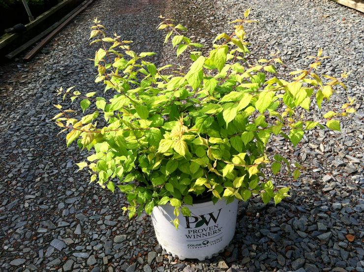 Reproduktion af colquitsia