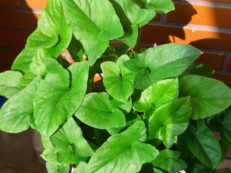 Ταρώ φροντίδα