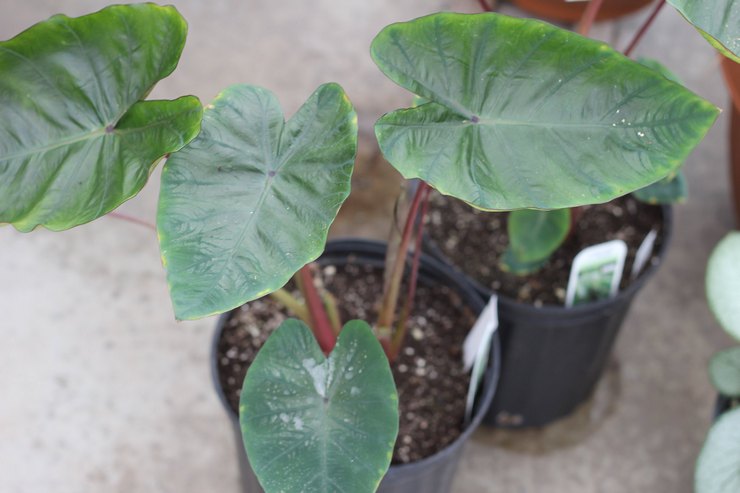 Μέθοδοι αναπαραγωγής ταρώ