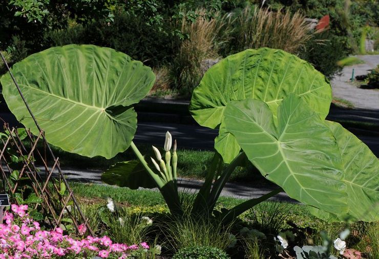 Γιγαντιαίο ταρώ