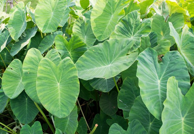 Φωτογραφία Taro