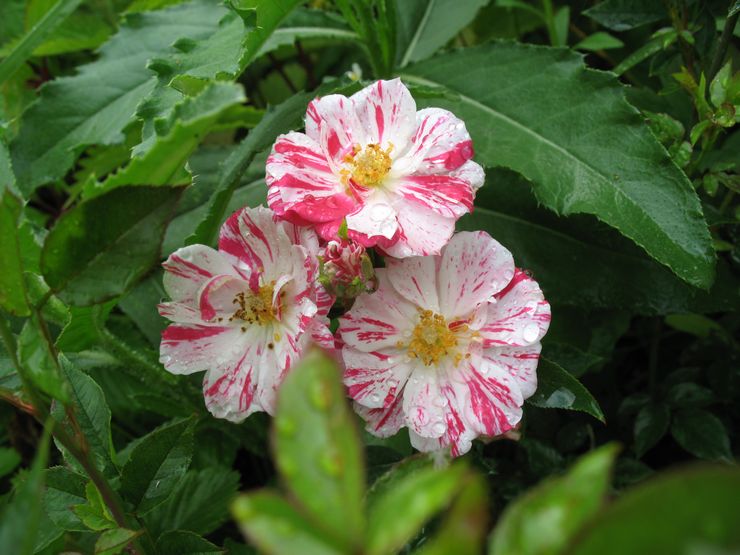 Ruusun tähdet ja raidat