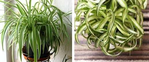 Lämmin kausi kasvi tarvitsee usein runsasta kastelua, kun taas talvella se vähenee. Jos kukka on lämmityslaitteiden välittömässä läheisyydessä, ruiskutus on suoritettava, koska kuiva ilma vaikuttaa kasvin ulkonäköön, lehtien tilaan.