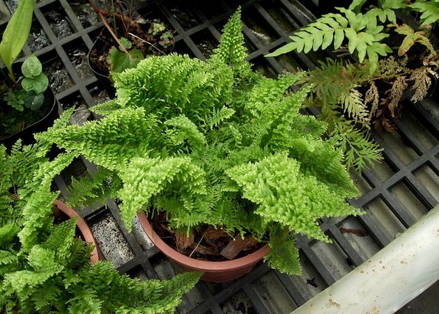 Saniaisen juuret kasvavat voimakkaasti