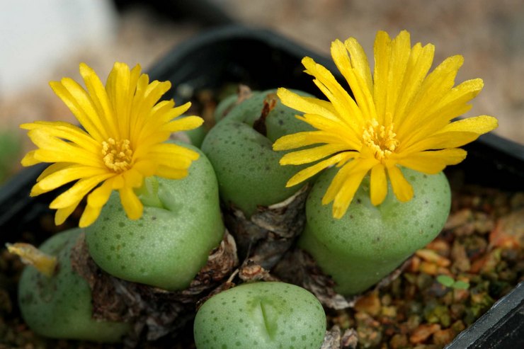 رعاية Conophytum في المنزل