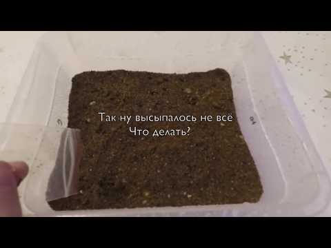 كيف نزرع المخاريط. نسخة مضحكة.