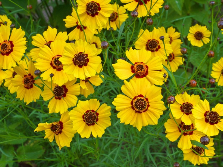Coreopsis: زراعة ورعاية في الحقول المفتوحة ، تنمو من البذور والصور والأنواع