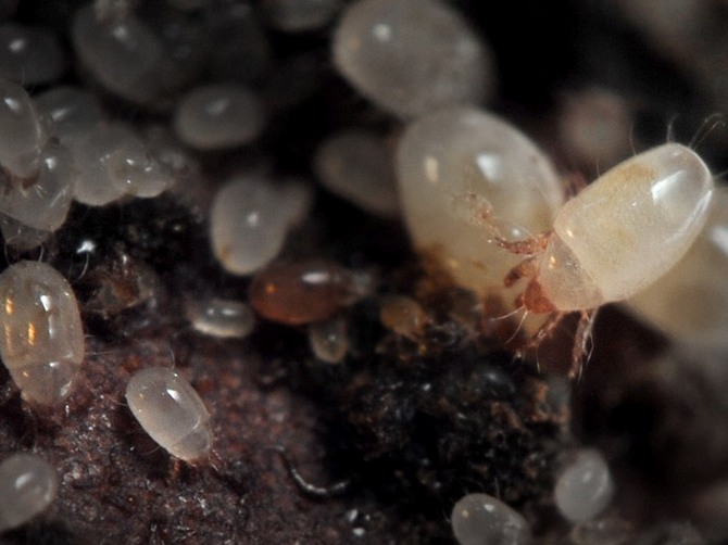 Juuripunkki. Miten käsitellä sitä. Syyt ulkonäköön