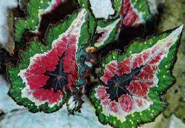 يخضع النبات لعملية تجديد كل 4 سنوات. يتم زرع القصاصة الجديدة في إناء ثم تحل محل الزهرة القديمة. يمكن أن تربى البغونية عن طريق قسمة الجذر والعقل