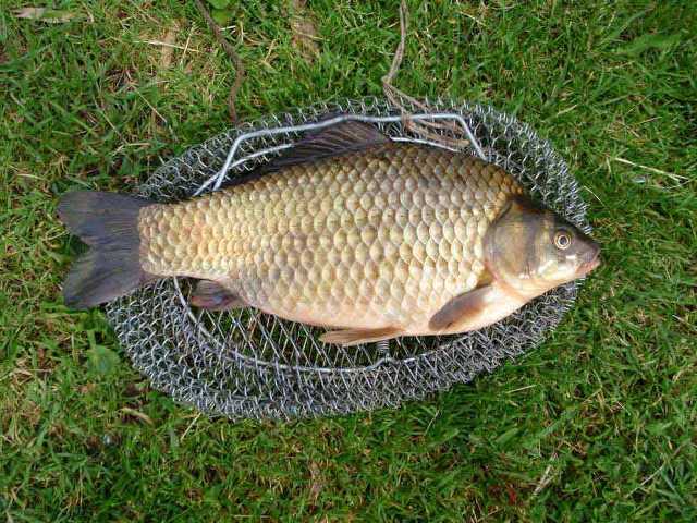 Kohorn til fangst af crucian carp