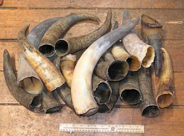 Hvis man lader hornet stå i dammen natten over, får crucian -karpen til at bide endnu bedre og mere aktiv.