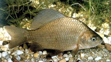 Kohorn - agn til crucian carp