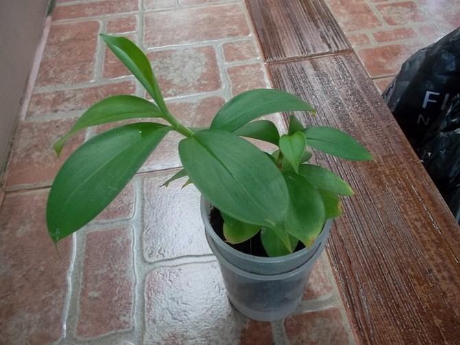 Costus gengiver meget enkelt