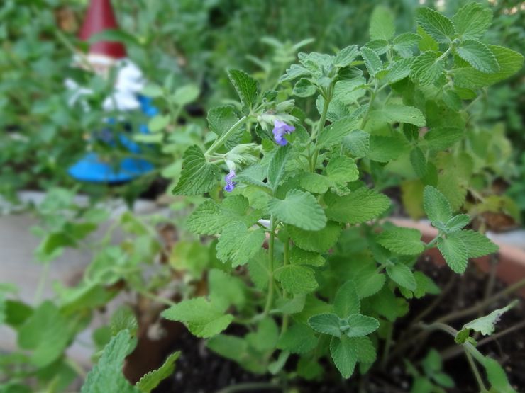 تطبيق النعناع البري