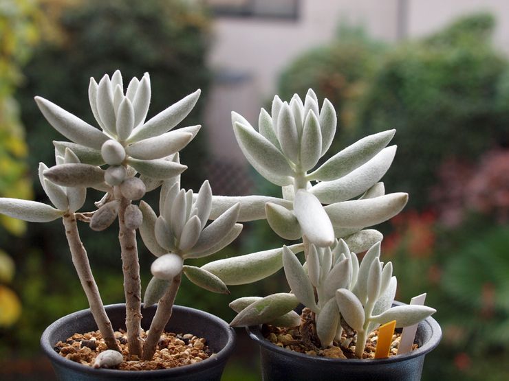 Περιγραφή του εδάφους