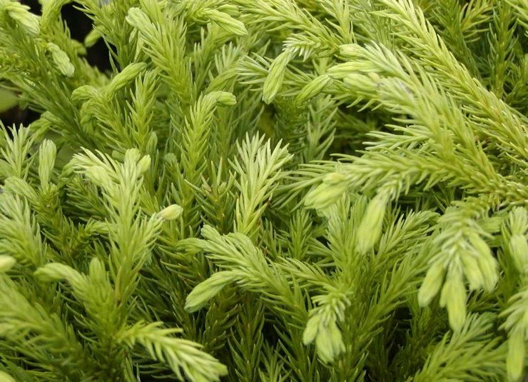 كريبتوميريا نانا البوسبيكا