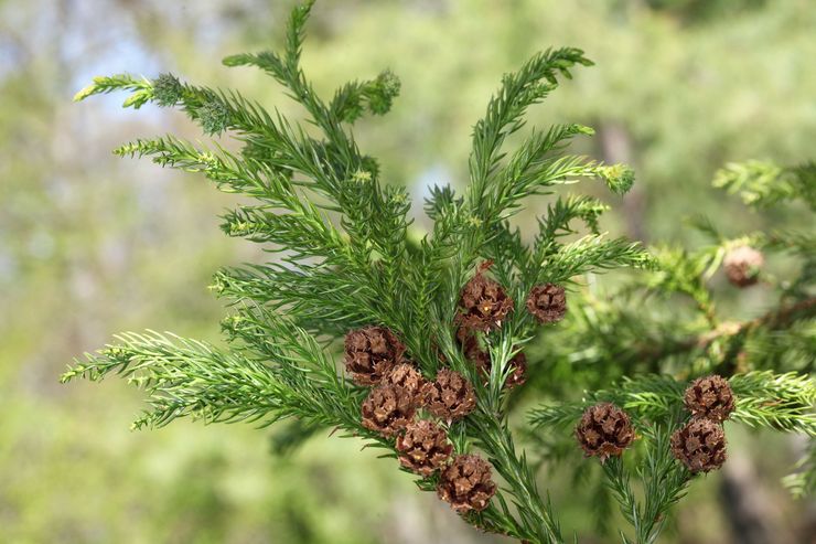 مصنع Cryptomeria