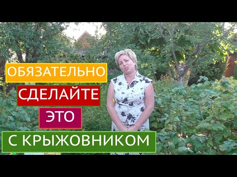 عنب الثعلب في الخريف: العناية ، التغذية ، التقليم ، الحماية!