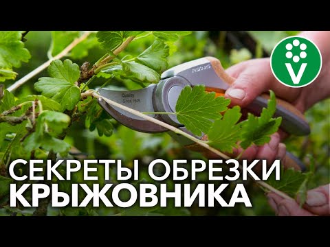 قطع GOBEAN الصحيح للتوت الكبير والصحي!