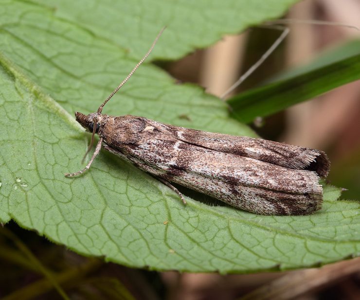 حريق عنب الثعلب