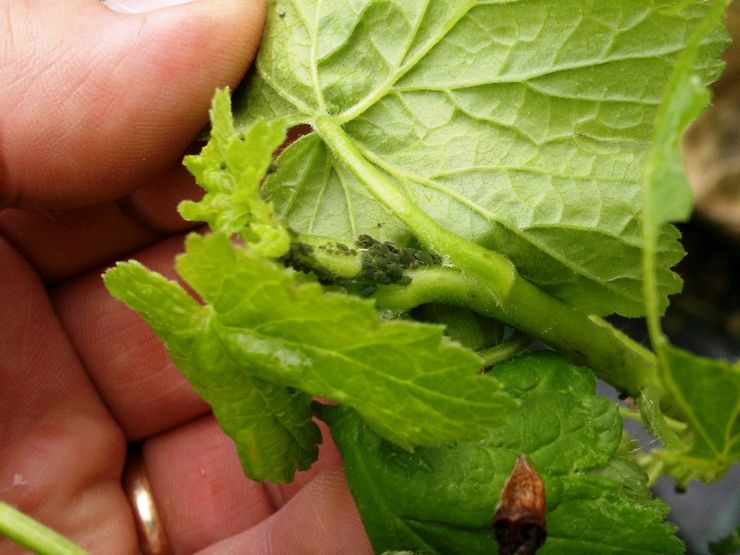 عنب الثعلب يطلق النار على المن