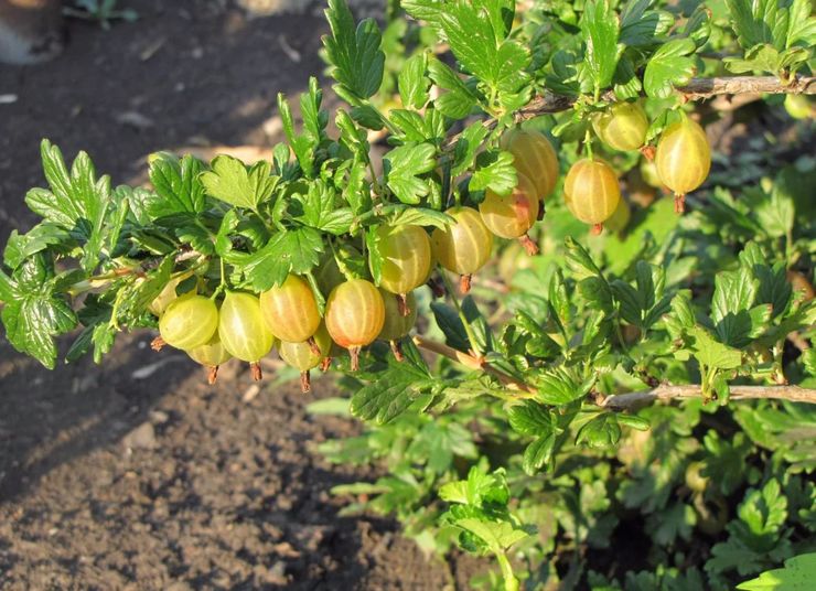 متنوعة عنب الثعلب