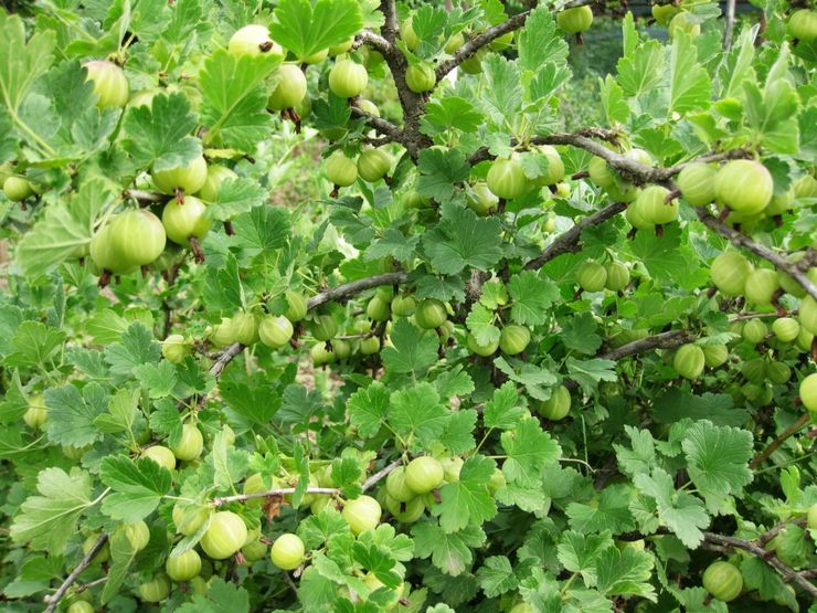 مجموعات عنب الثعلب