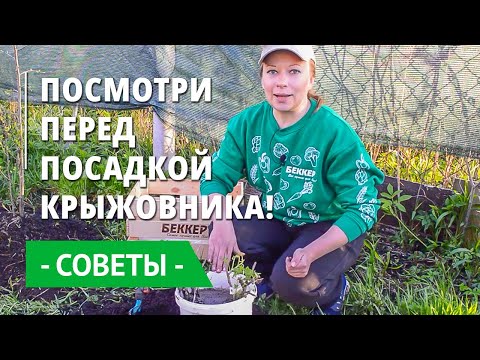 عنب الثعلب: كيف نزرع بشكل صحيح ، وخاصة زراعة عنب الثعلب. الأسمدة والرعاية