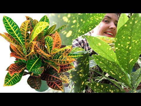 CROTON / CODIEUM الرعاية المنزلية