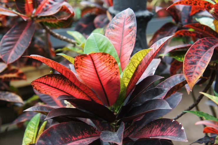 السيدة كروتون أيستون