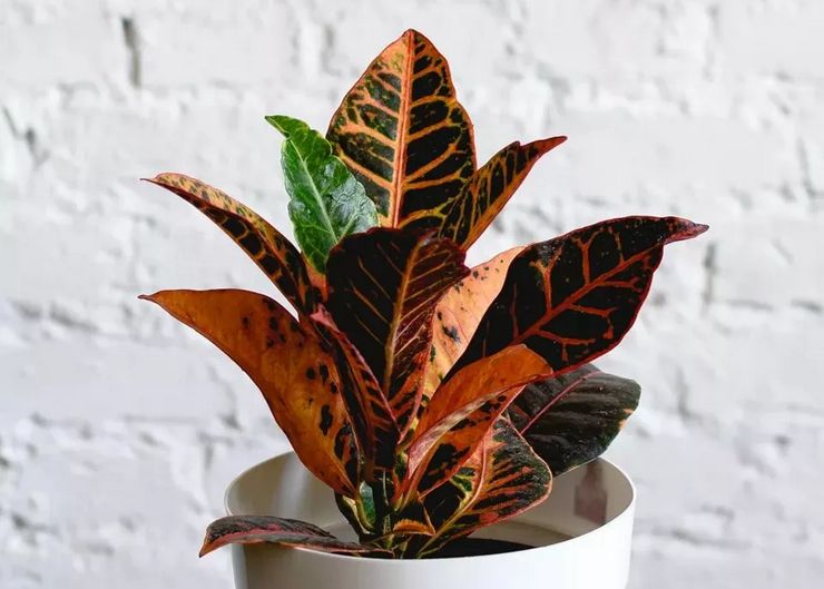 قواعد نمو كروتون