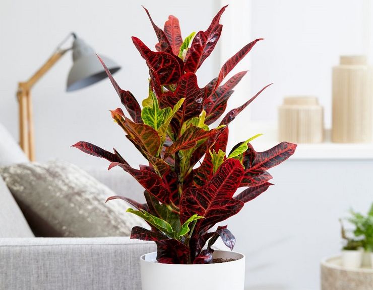 رعاية كروتون في المنزل