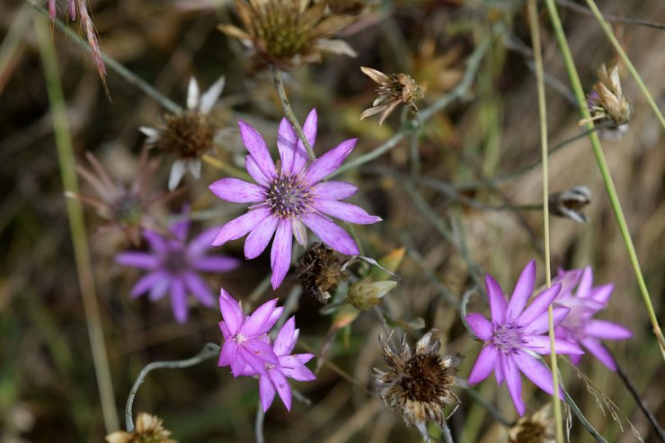 Typer og sorter af xerantemum