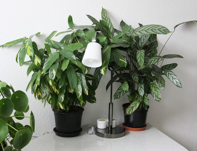 رعاية ktenant في المنزل