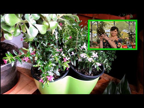 KUFEA er et nyt opkøb til min vindueskarme.