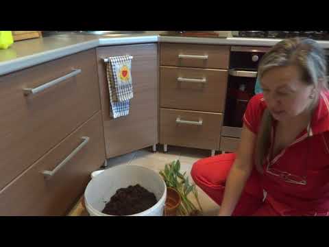 Εσωτερικά λουλούδια / φυτά. Κουρκούμη. Μελετάμε, μεταμοσχεύουμε, λογίζουμε.