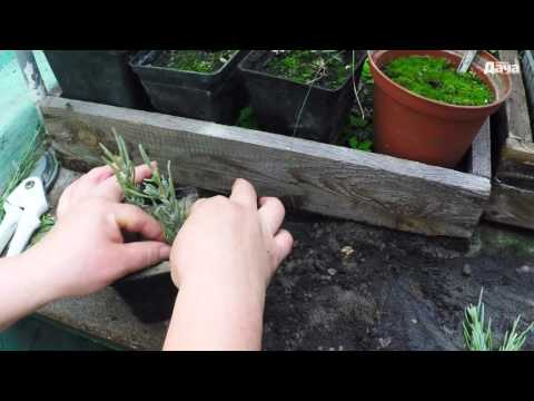 Laventelin pistokkaat