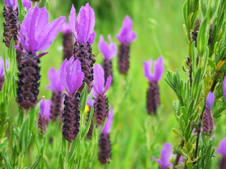 Ranskalainen laventeli