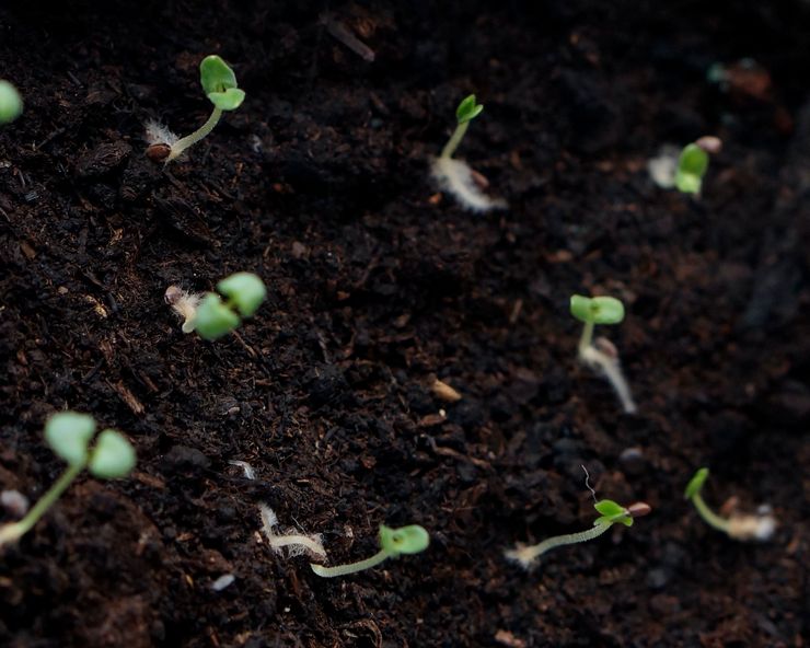 Kasvava laventeli siemenistä