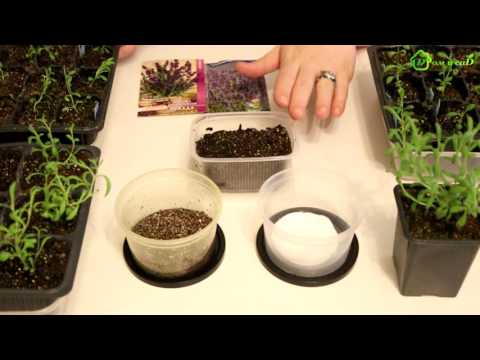 LAVENTELIN taimien kasvattaminen siemenistä