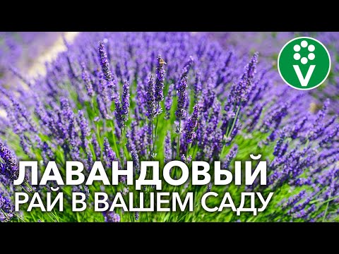 LAVENTIN PARADISE. Laventelin kasvatuksen salaisuudet laventelitilan rakastajattarelta