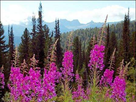 Ivan-tee miten kerätä ja kuivata, tee se itse valokuva