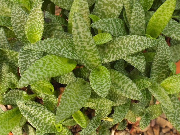 Ledeburia småblomstret