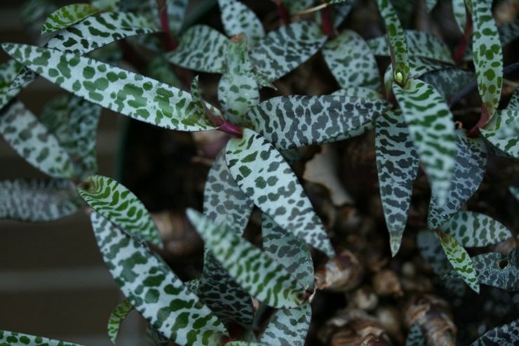 Beskrivelse af Ledeburia