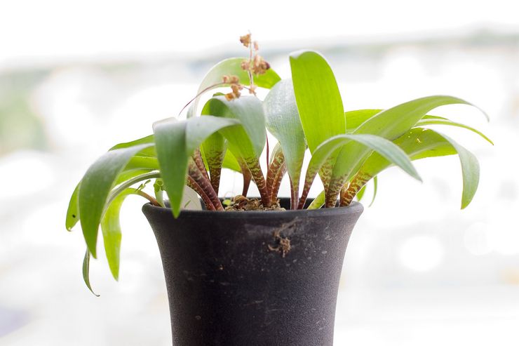 Ledeburia pleje derhjemme