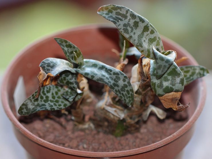 Sygdomme og skadedyr i Ledeburia