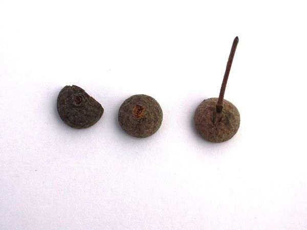 الحرف الجوز