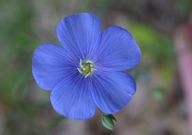 Φροντίδα και καλλιέργεια στο σπίτι