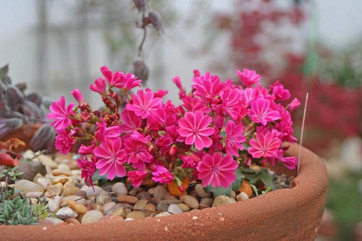 Beskrivelse af levisia